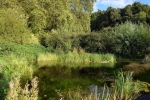 Wühlmausweiher 1
