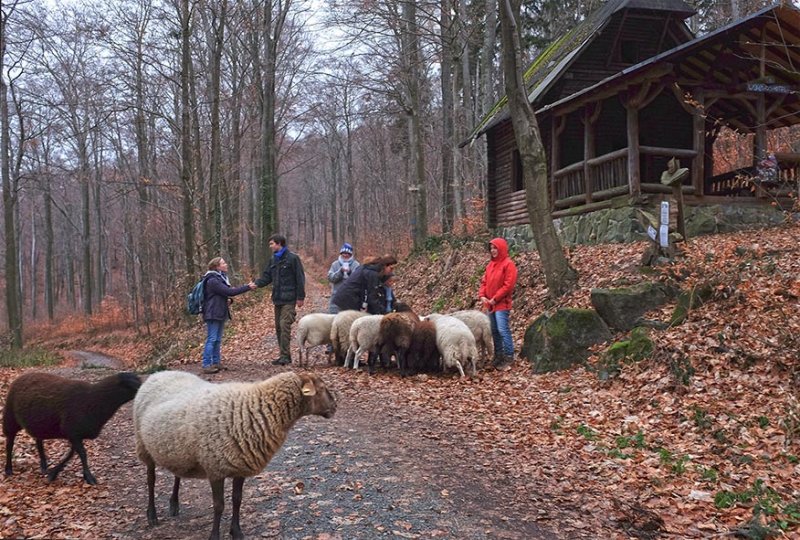 Waldwanderung mit Schafen 20 10x15s