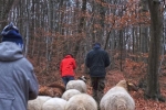 Waldwanderung mit Schafen 03 10x13s