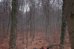Waldwanderung mit Schafen 06 10x15s