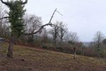 Schaftrieb-Im-Harkel-07-10x36s