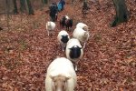 Wanderung-mit-Schafen-1-Foto-Regine-Kinner-Scherf