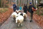 Wanderung-mit-Schafen-2-Foto-Regine-Kinner-Scherf