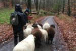 Wanderung-mit-Schafen-3-Foto-Regine-Kinner-Scherf