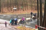 Wanderung-mit-Schafen-Strassenquerung-Foto-Regine-Kinner-Scherf