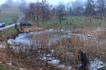 Schilfernte am Auweiher 8 10x28s