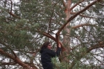 Horstbaum - Jan
