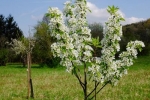 Blühender Birnbaum im Kirschgarten