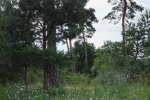 Bickenbacher-Düne-02-Blauer-Lein-2-10x17s