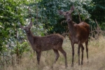 Abendlicher Pirschgang - Hirschkuh mit Kalb