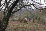Einsatz Straba-Weide 08