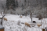 Schafe Etzwiesen