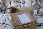 Winterbehandlung 09