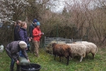 Schafgruppe 14a 10x14s