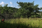Mäheinsatz am Blütenhang Seeheim 6