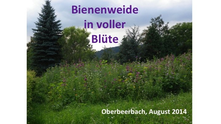 Bienenweide Ober-Beerbach 1