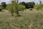 Wiese-südlich-Malchen-07-10x29s