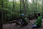 Rotwild im Wald