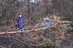 Naturzaun am Waldweiher Malcher Tanne - Baum fällt 3