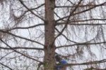 Schloßteich-Seeheim-Falkenkasten-04-10x37s