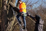 Kontrolle und Abbau von Steinkauzkästen bei Hähnlein 10 10x15s