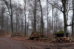 Holzlagerplatz am 10-Wege-Platz: Holzeinschlag auf dem Langen Berg