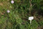 Kräutergarten - Feldthymian