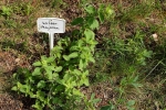 Kräutergarten - Majoran