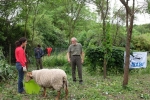 Einsatz Böckchenweide - Abnahme 2