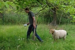 Einsatz Böckchenweide - Schaf-Besuch 2 10x14s