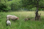 Einsatz Böckchenweide - Schaf-Besuch 4 10x15s