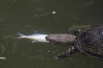 Europäische Sumpfschildkröte 1
