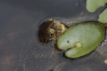 Europäische Sumpfschildkröte 2