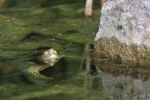 Europäische Sumpfschildkröte 3