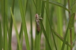 Nymphenhülle einer Libelle