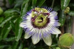 Passionsblume