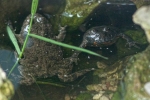 Rotbauchunke 1