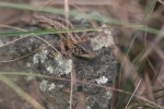 Waldeidechse 1