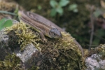 Waldeidechse 2