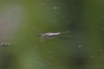 Wasserläufer