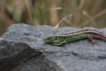 Zauneidechse 3