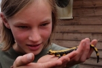 gelber Feuersalamander 01