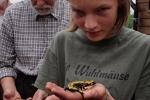 gelber Feuersalamander 07