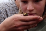 gelber Feuersalamander 08