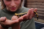 gelber Feuersalamander 02