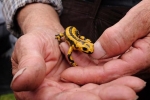 gelber Feuersalamander 09