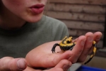 gelber Feuersalamander 03