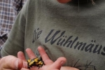 gelber Feuersalamander 04