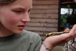 gelber Feuersalamander 06