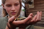 gelber Feuersalamander 06